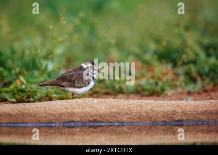 Tre Plover a banchi lungo la pozza d'acqua nel parco nazionale di Kruger, Sudafrica; famiglia Specie Charadrius tricollaris di Charadriidae Foto Stock