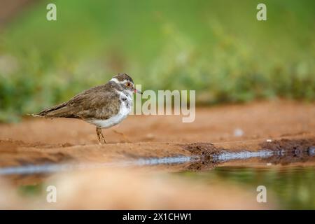 Tre Plover a banchi lungo la pozza d'acqua nel parco nazionale di Kruger, Sudafrica; famiglia Specie Charadrius tricollaris di Charadriidae Foto Stock