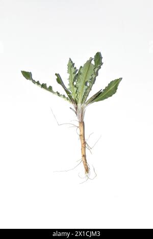 Foglie spinose di cardo pianta il suo stelo, le foglie e il sistema di radici su sfondo bianco. Foto Stock