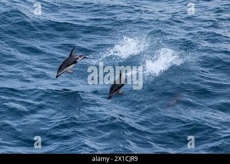 Delfini dusky (Lagenorhynchus obscurus) in avvicinamento alla nave da spedizione Heritage Adventurer nell'Oceano meridionale a sud della nuova Zelanda Foto Stock