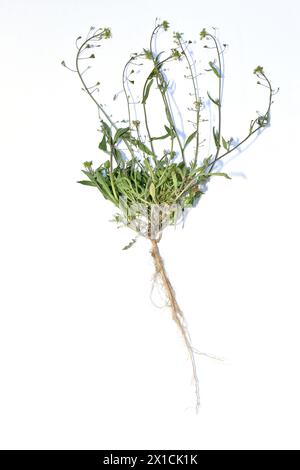 Pastore pianta di borsetta, fiori, stelo e sistema di radici. Foto Stock