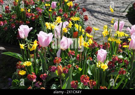 Copenhagen, Danimarca /16 aprile 2024/SOLO PER L'EDITORIALE USETulips fiori e margherite e fiori e vasi nella capitale danese foto. Francis Joseph Dean/Dean Pictures NON PER USO COMMERCIALE Foto Stock