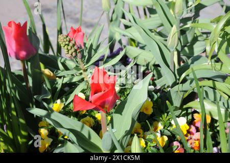 Copenhagen, Danimarca /16 aprile 2024/SOLO PER L'EDITORIALE USETulips fiori e margherite e fiori e vasi nella capitale danese foto. Francis Joseph Dean/Dean Pictures NON PER USO COMMERCIALE Foto Stock