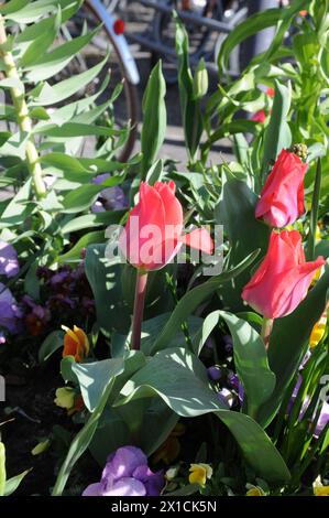 Copenhagen, Danimarca /16 aprile 2024/SOLO PER L'EDITORIALE USETulips fiori e margherite e fiori e vasi nella capitale danese foto. Francis Joseph Dean/Dean Pictures NON PER USO COMMERCIALE Foto Stock