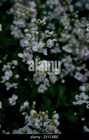 un piccolo fiore bianco si insinua sul terreno, sfondo vegetale Foto Stock