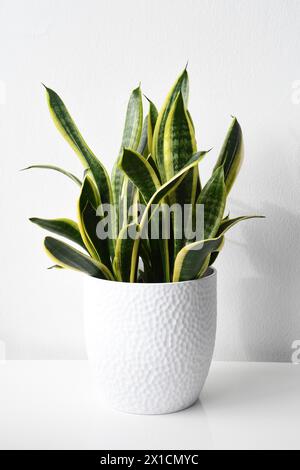 32 Tipi di pianta serpente: Identificazione delle varietà di Sansevieria | Li Linguas