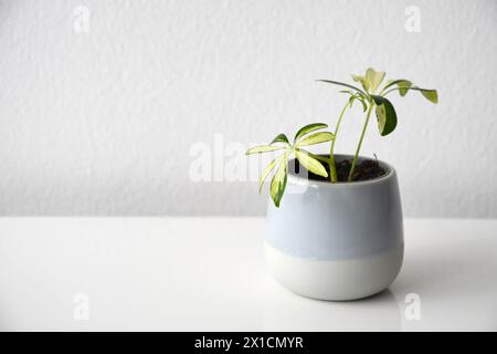 Schefflera o Heptapleurum arboricola variegata, noto anche come albero nano ombrello. Pianta di casa con variegazione gialla in una pentola di ceramica blu. Foto Stock