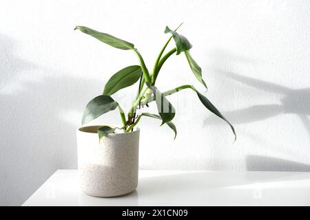 Philodendron hastatum, spada d'argento philodendron. Pianta da casa Vining con foglie verde argento, in una pentola di ceramica bianca su sfondo bianco. Foto Stock