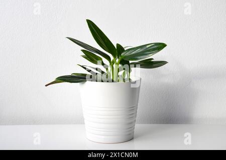 Filodendro di Vining, pianta con foglie verdi e variegazione bianca in una pentola bianca. Isolato su sfondo bianco. Orientamento orizzontale. Foto Stock
