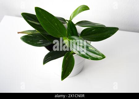 Filodendro di Vining, pianta con foglie verdi e variegazione bianca in una pentola bianca. Isolato su sfondo bianco. Orientamento orizzontale, dall'alto. Foto Stock
