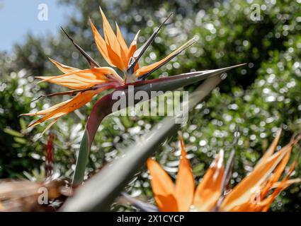 Strelitzia reginae, fiore di uccelli paradisiaci sullo sfondo di una collina e di un cielo blu. Fiori africani. Flora del Sudafrica. Incredibile creazione di natu Foto Stock