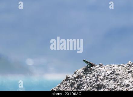 Piccola e simpatica lucertola animale nella fauna selvatica sulla roccia nell'angolo inferiore destro della cornice guarda in lontananza. Carta da parati per animali della natura estiva. Sfondo blu Foto Stock