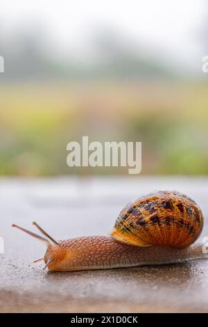 Gasteropodi con guscio nero marrone maculato esterno. La lumaca scorre lungo una superficie ruvida. Sfondo animale. Malacologia, zoologia, studio del soft-bodie Foto Stock
