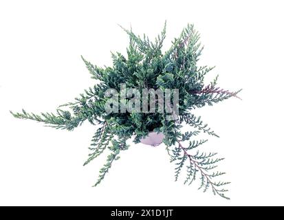 Juniperus orizzontalis blu davanti a sfondo bianco Foto Stock