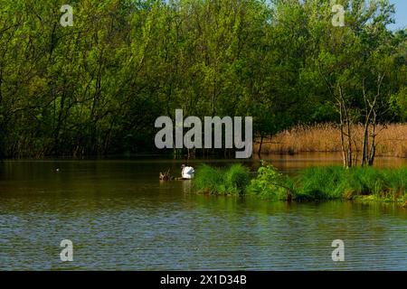 Perlustratore cigno fotografato nella riserva naturale di Punta Alberete Foto Stock