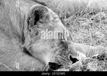 B&W Lioness dorme da vicino Foto Stock