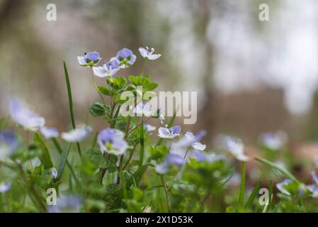 Macrofotografia di un gruppo di Veronica filiformi con piccoli fiori blu Foto Stock