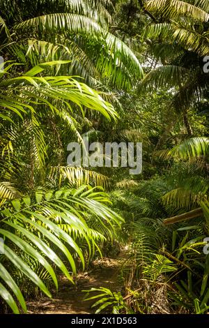 Foresta pluviale costiera, splendido paesaggio verde, foto verticale Foto Stock