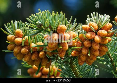 Nordmann Fir - Abies nordmanniana - con cono staminato rosso arancio sui rami. Foto Stock