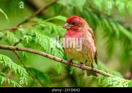 Un maschio di casa finch (Haemorhous mexicanus) arroccato in un albero di cedro vicino al limite settentrionale del suo areale nella Columbia Britannica costiera Foto Stock