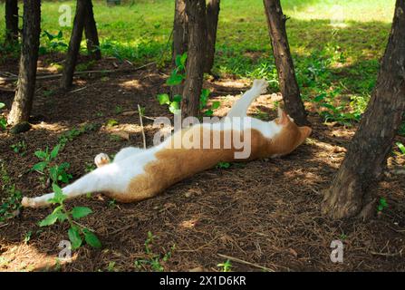 Un simpatico gatto bianco arancione domestico dorme e si rilassa sotto un albero durante il giorno, a Giacarta, Indonesia Foto Stock