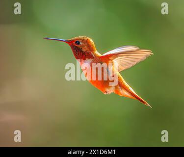 Un maschio Hummingbird Rufous (Selasforo rufus) che si sorvolava a mezz'aria Foto Stock