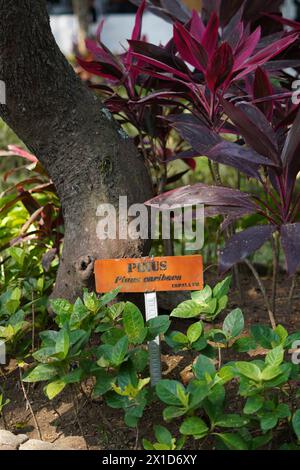 Pino scritto su tavola marrone sotto l'albero di pino con piante Foto Stock