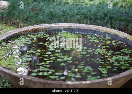 Piccole foglie che galleggiano sull'acqua con del terreno che si deposita sotto di loro in un grande vaso di cemento Foto Stock