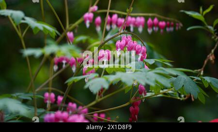 Una pianta rosa di cuore sanguinante in un giardino in primavera. Foto Stock