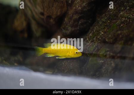 Pesci ciclidi al limone che nuotano in un acquario durante il giorno Foto Stock