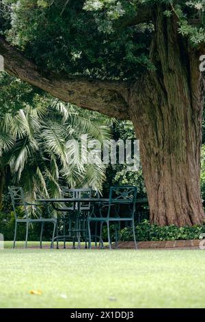 Pranzo sotto i rami di un grande albero nel cortile, circondato da alberi e cespugli. Mobili in plastica per esterni. Tavola rotonda e tre tacche verdi Foto Stock