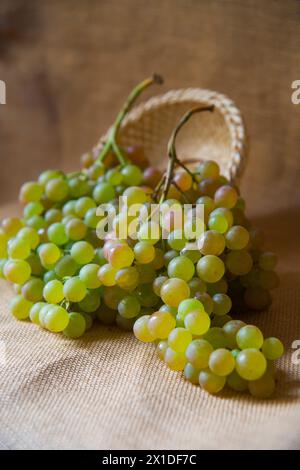 Grappoli di uve di Vinalopo. Spagna. Foto Stock