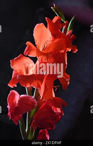 fiori di gladioli Foto Stock