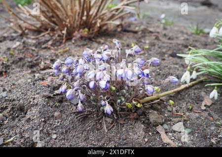 Hepatica, liverleaf o liverwort è un genere di piante erbacee perenni della famiglia delle buttercup. Fiori bisessuali con setto rosa, viola, blu o bianco Foto Stock