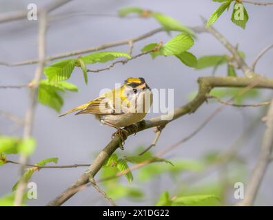 Un comune cresta maschio, Regulus ignicapilla, il più piccolo uccello europeo appollaiato su un ramo in primavera, Renania Germania Foto Stock