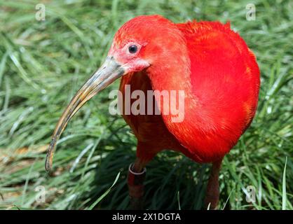 Scarlet ibis, ibis rosso, Scharlachsichler, Ibis rouge, Eudocimus ruber, skarlát íbisz Foto Stock