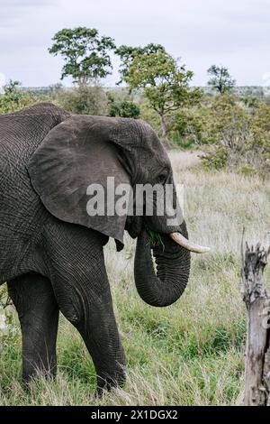 Elefante masticare foglie con tronco in bocca, primo piano del pasto ritratto, vista laterale. Safari nella savana, Sud Africa, Parco Nazionale Kruger. Animali naturali h Foto Stock