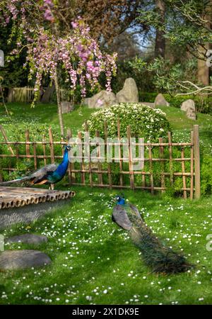 Due pavoni nel giardino di Kyoto, un giardino giapponese a Holland Park, Londra, Regno Unito. Holland Park è un parco pubblico situato nel quartiere londinese di Kensington. Foto Stock
