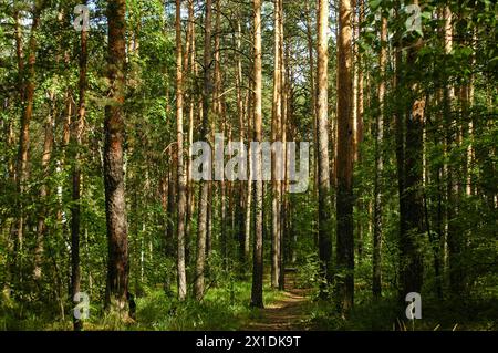 Sottili tronchi di pini illuminati dalla luce del sole in una foresta di conifere verde Foto Stock