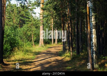 Le ombre degli alberi cadono sull'erba illuminata dal sole nel mezzo di una foresta mista in estate Foto Stock