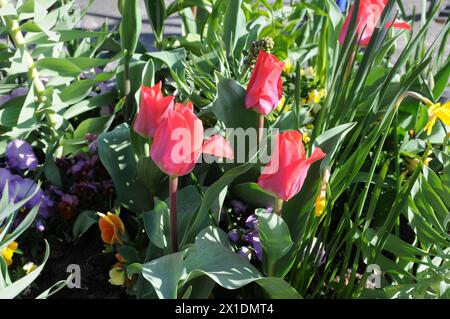 Copenaghen, Danimarca /16 aprile 2024/(SOLO PER USO EDITORIALE)Tulipani fiori e margherite e fiori e vasi nella capitale danese (foto. Francis Joseph Dean/Dean Pictures) ( NON PER USO COMMERCIALE) Foto Stock