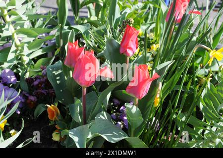 Copenaghen, Danimarca /16 aprile 2024/(SOLO PER USO EDITORIALE)Tulipani fiori e margherite e fiori e vasi nella capitale danese (foto. Francis Joseph Dean/Dean Pictures) ( NON PER USO COMMERCIALE) Foto Stock