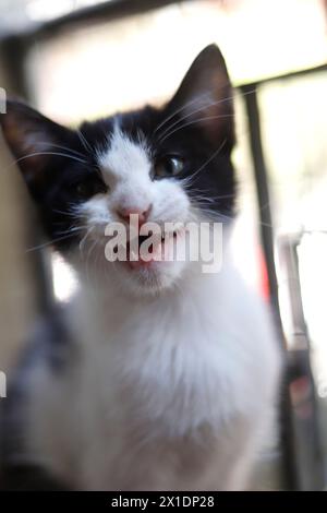 gattino maculato bianco e nero Foto Stock