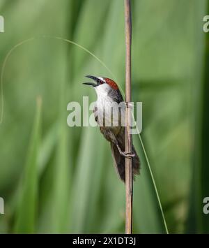 Il babbler con la testa di castagno è un uccello passerino della famiglia Timaliidae. Questa foto è stata scattata dal Bangladesh. Foto Stock