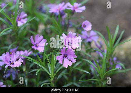 Primo piano di graziosi fiori phlox subulata in fiore viola con una messa a fuoco selettiva Foto Stock