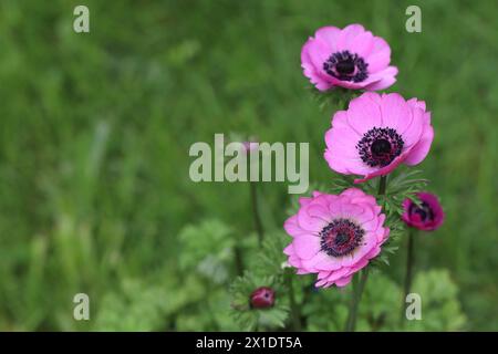 primo piano di bellissimi fiori di anemone rosa in un giardino, sfondo sfocato, spazio copia Foto Stock