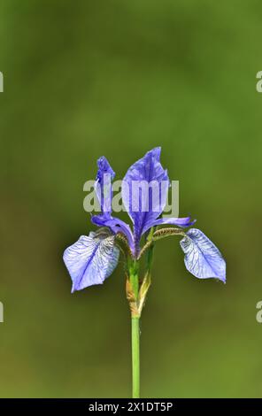 Iris sibirica nella riserva naturale WWF di Marchegg Foto Stock