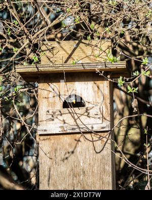 Accogliente dimora starling in primavera. Uno sturnus vulgaris sbircia da una scatola di legno per nidificare, armonizzandosi con la rinascita della natura. Foto Stock