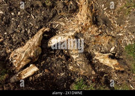 Scavando le radici di un ceppo di betulla d'argento Foto Stock