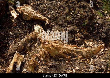 Scavando le radici di un ceppo di betulla d'argento Foto Stock